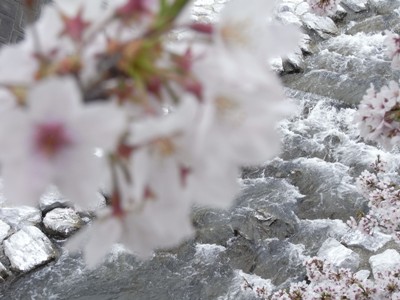 長坂桜堤での桜