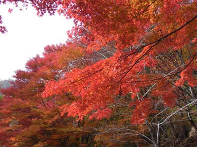 県民の森。紅葉