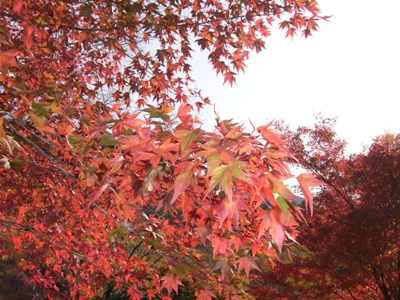 県民の森。紅葉