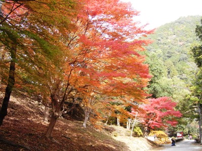 県民の森。紅葉