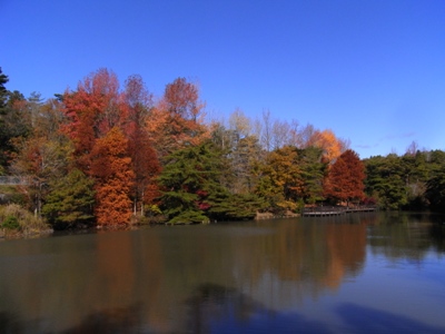 浜北森林公園。紅葉