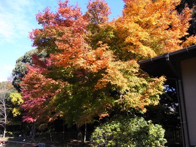 万葉の森。紅葉