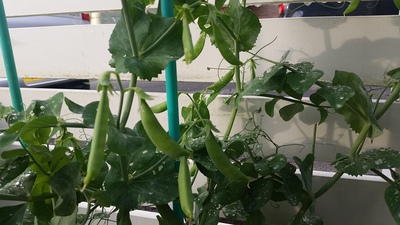 パンジー発芽