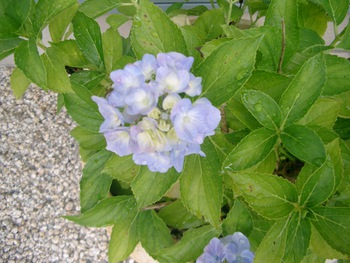 我が家の植物