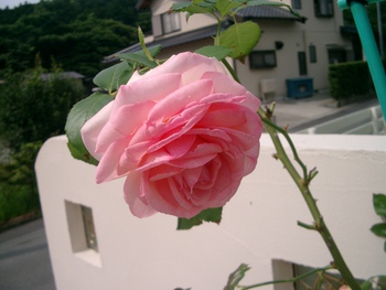 我が家の植物