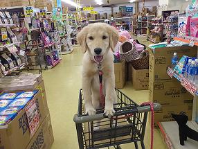 ペッツマートさん