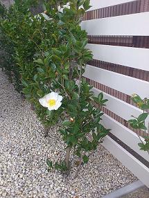 ★寒椿が咲きました★