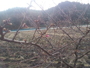 そろそろ開花