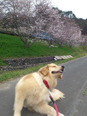 サクラ咲く