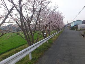 サクラ咲く