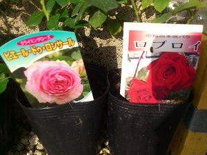 バラのアーチ