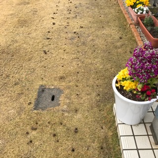 芝メンテ開始