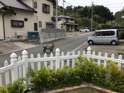 ボックスウッド