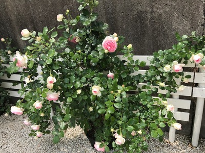 色鮮やかに咲きました