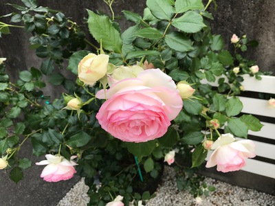色鮮やかに咲きました