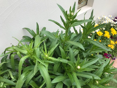 色鮮やかに咲きました