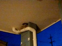 ツバメ