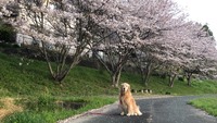 桜満開