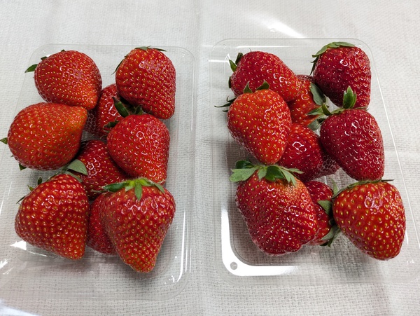 いちごっち鈴喜さんの苺