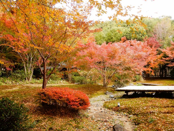 浜松城公園の紅葉