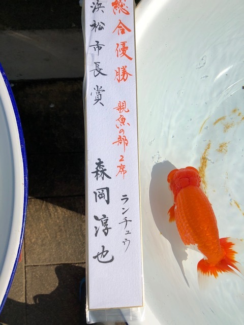 第４８回　静岡県金魚品評大会　入賞魚