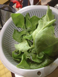 未知の植物 2014/03/06 14:58:00