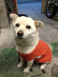 迷い子の番犬 2013/02/27 20:10:00
