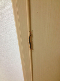 虫の季節 2014/06/25 13:34:00