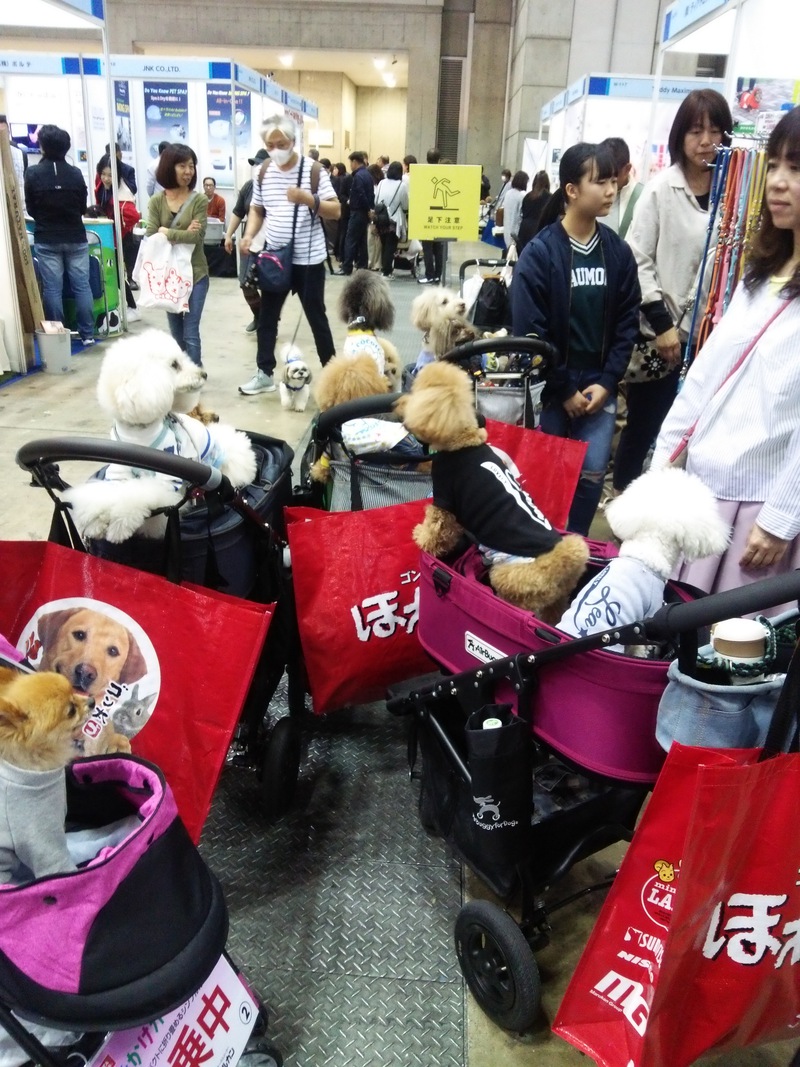ドックショーと展示会