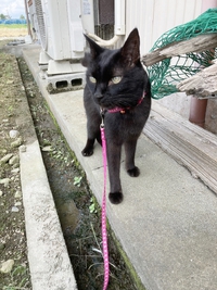 8月17日（木曜日）ゴロさんの縄張りチェック＆ほうずき育ってます(^^)/ 2023/08/17 15:43:55