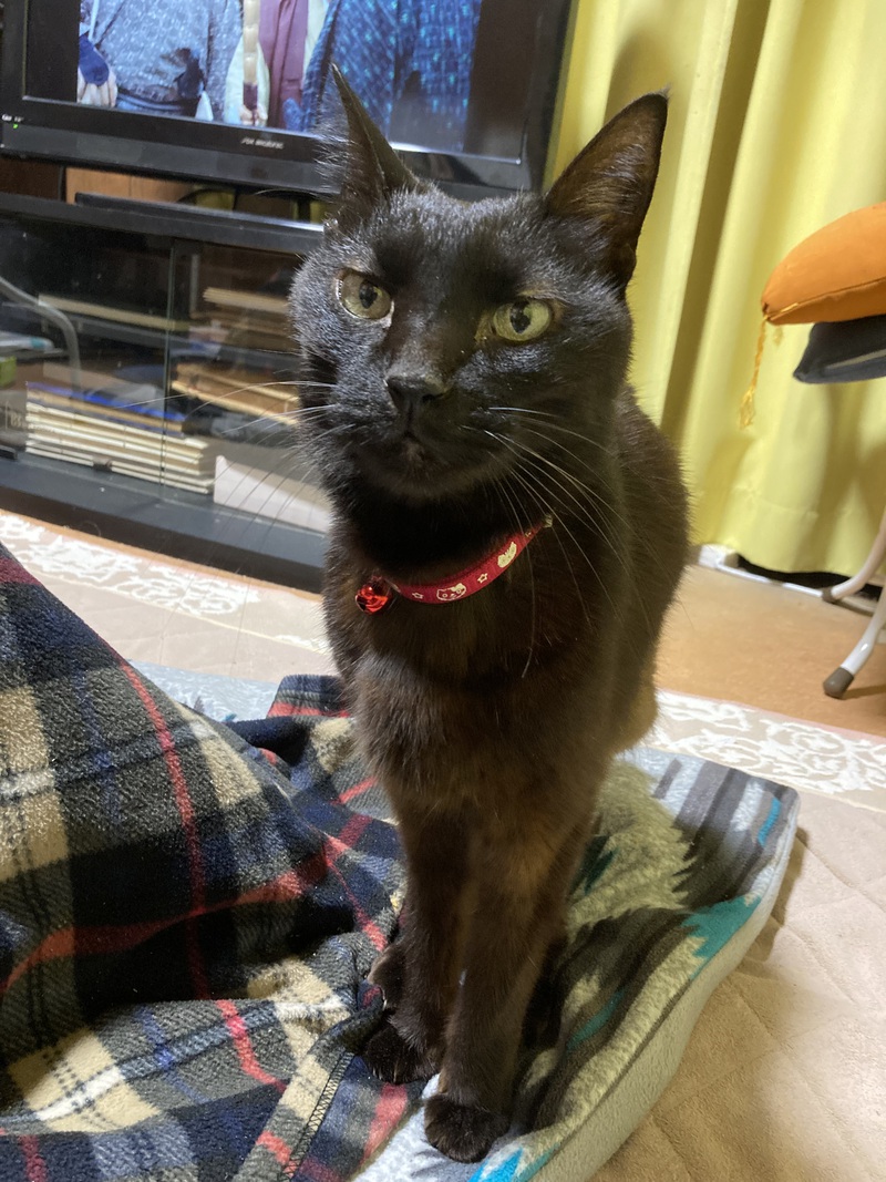 ゴロさん