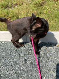 GW休暇中！ゴロさん(^^)v 2023/05/04 15:52:12
