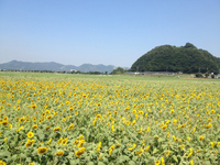 ひまわり畑 2013/08/12 13:16:02