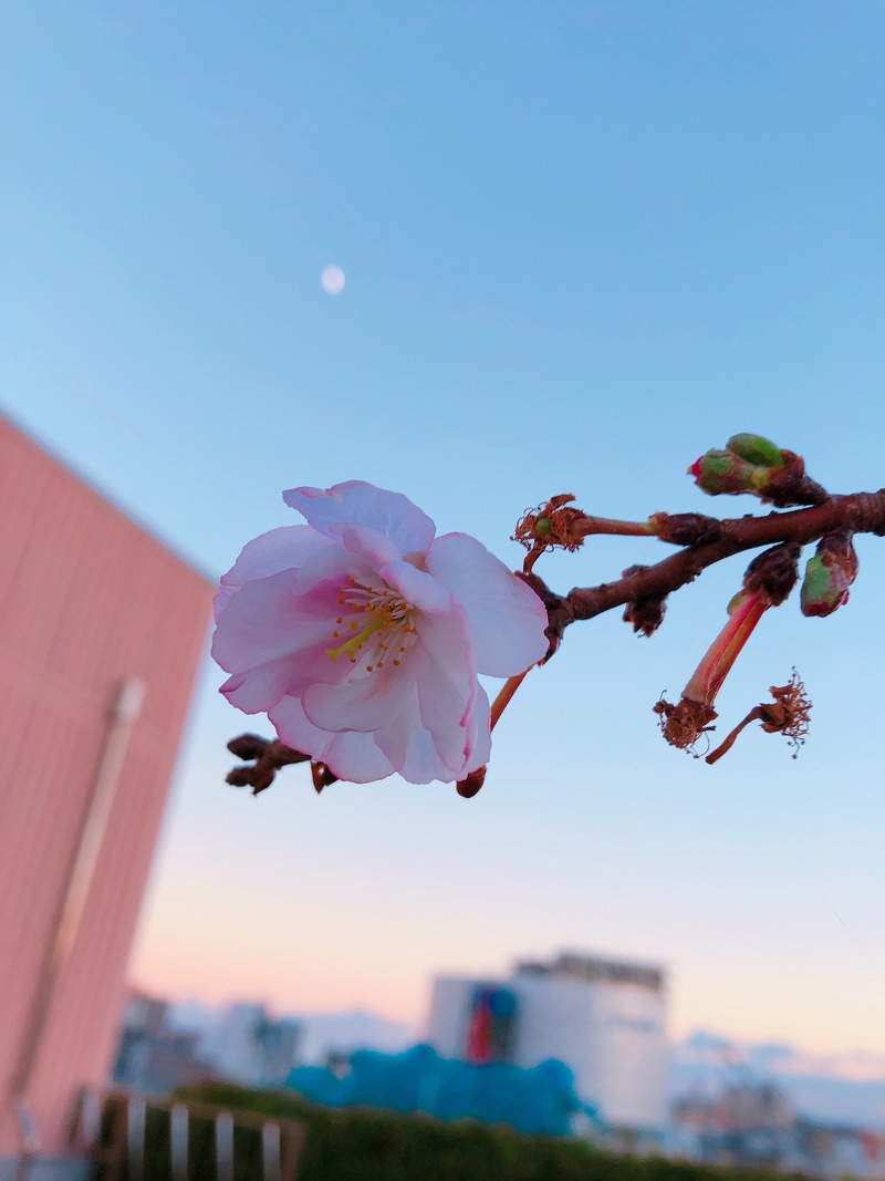 冬に咲く桜の花
