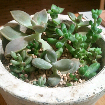 多肉植物
