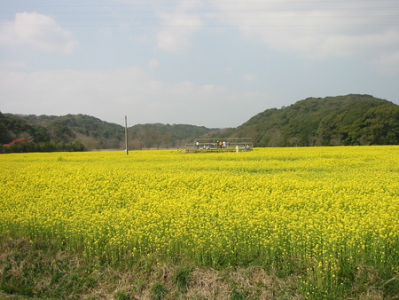 菜の花と水仙