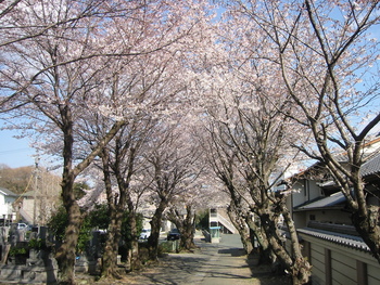 善導寺の桜