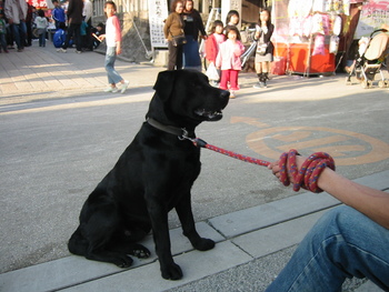 お祭りワンちゃん（２００８－１）