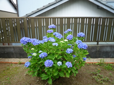 ツバメ
