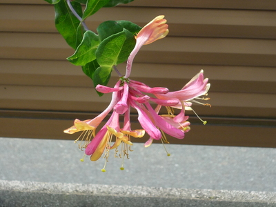 庭の花