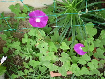 庭の花