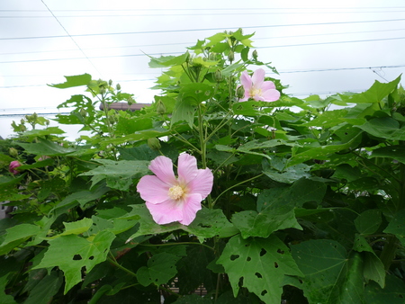 芙蓉