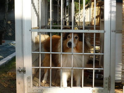 お祭りワンちゃん（２００８－４）