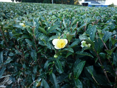 お茶の花