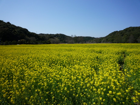 桶ケ谷沼の菜の花