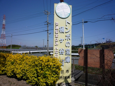 桶ケ谷沼の菜の花