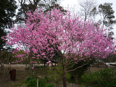 善導寺の桜　２００９