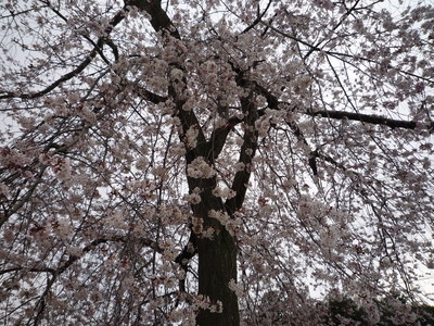 善導寺の桜　２００９