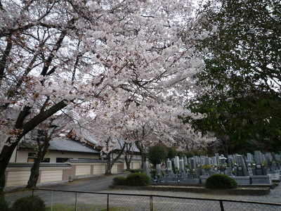 善導寺の桜　２００９