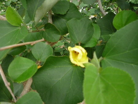 はまぼう　２００９年